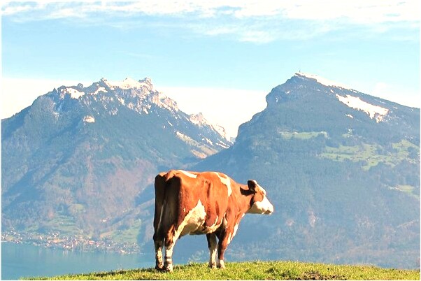 夢到和好多人吵架我哭了是啥意思_周公解夢官網