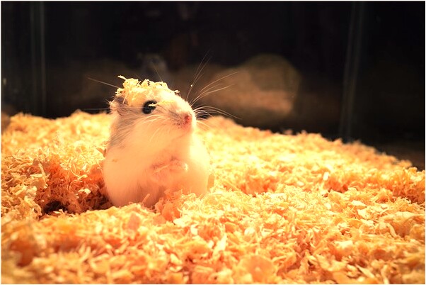 夢到猴子咬我手指是不是好的徵兆呢_周公解夢官網