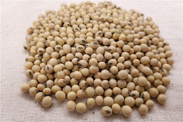 夢到孕婦黃豆是什麼預兆_周公解夢