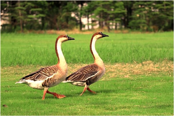 夢到了打死人後又活了啥意思_周公解夢官網