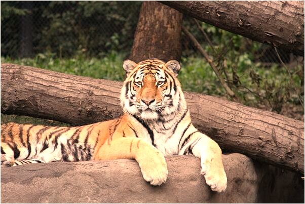 夢見天上掉下來一個兒子意味什麼_周公解夢官網