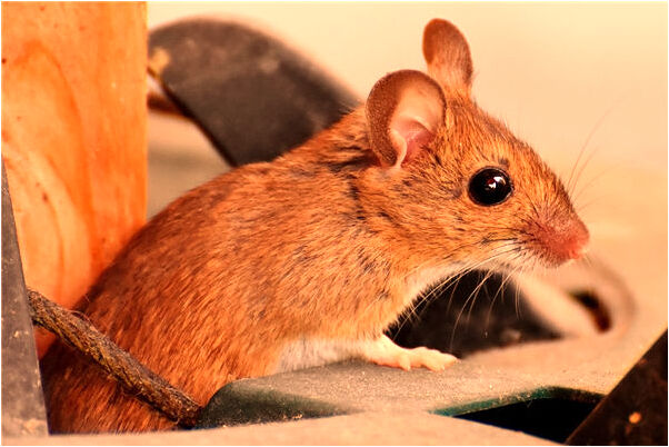 夢到了昨晚牛吃青草是什麼意思_周公解夢官網