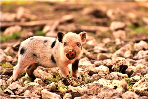夢到警察上門查身份證是好的徵兆嗎_周公解夢官網