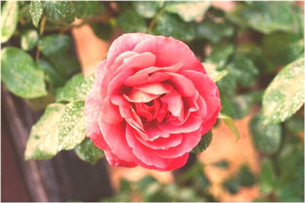 夢到切帶血的肉怎么說_周公解夢官網