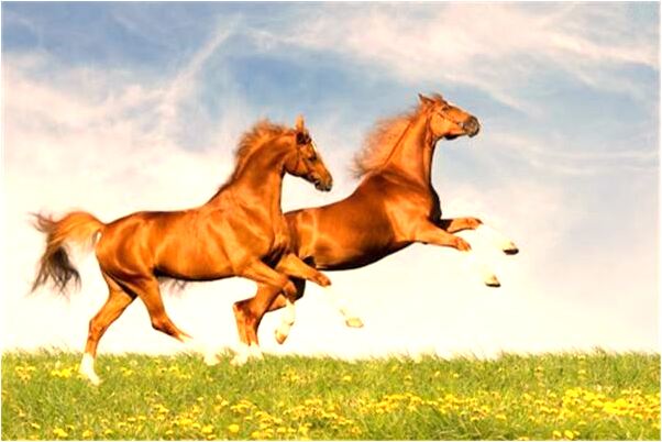 夢到買紅提代表著什麼_周公解夢官網