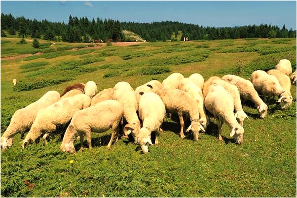 夢到了自己身上長蛆蟲是吉兆嗎?_周公解夢官網