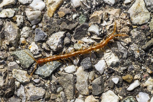 夢見被蜈蚣咬了_周公解夢