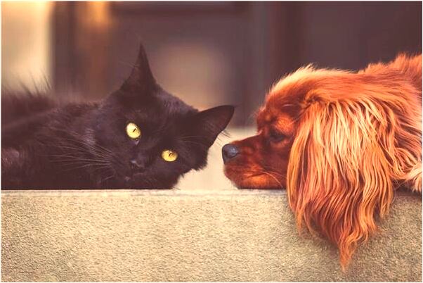 夢見貓和蛇在一起是好是壞_周公解夢官網