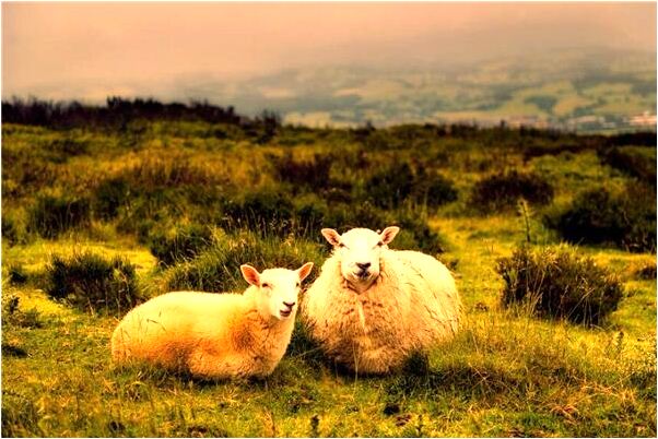 夢到未婚少女結婚什麼預兆_周公解夢官網