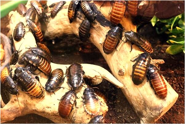 夢見小孩被火燒傷有什麼意思_周公解夢官網