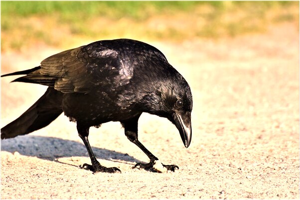 夢見別人幫自己修改英語錯誤是什麼意思_周公解夢官網