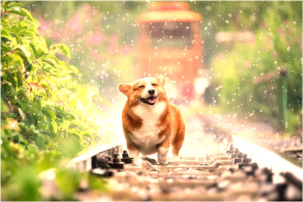 夢到了沒熟的西紅柿意味什麼_周公解夢官網