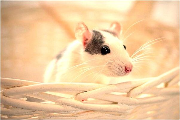 夢到自己面貌完全變了會有什麼預兆_周公解夢官網