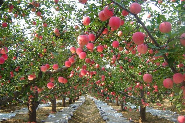 夢見果園:身入果園財運好_周公解夢