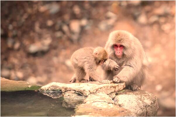 夢見坐在經理和車隊長車上急馳代表什麼_周公解夢官網