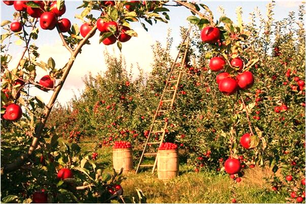 夢見去金店買金戒指預示了什麼_周公解夢官網