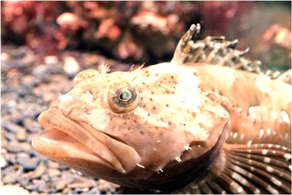 夢到燭台壞了預示著什麼_周公解夢官網