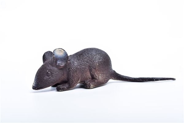 正月屬鼠的男人_十二生肖