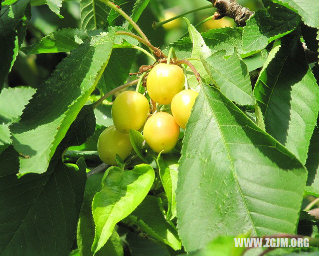 夢見送死人_周公解夢夢到送死人是什麼意思_做夢夢見送死人好不好_周公解夢官網