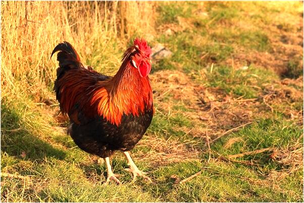夢見夜總會預示著什麼_周公解夢官網