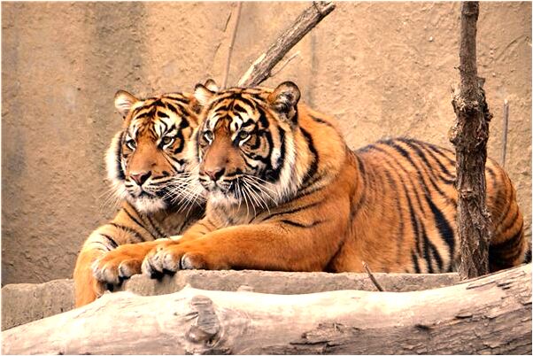 夢到家人陪我打耳洞有什麼含義_周公解夢官網