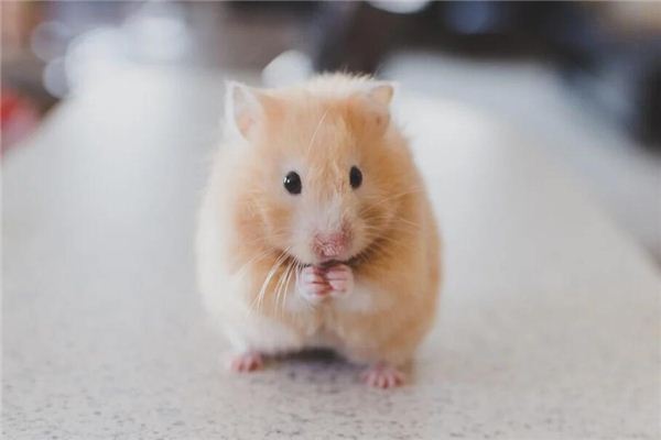 生肖鼠多大了_十二生肖