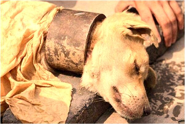 夢到了倆人為我打架是什麼意思？_周公解夢官網