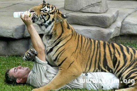 Dream of the tiger bite me