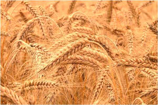 夢到了買圍巾沒買到是好事還是壞事_周公解夢官網