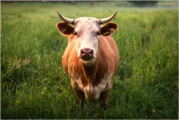 夢到了別人在剝別人臉皮怎么回事_周公解夢官網