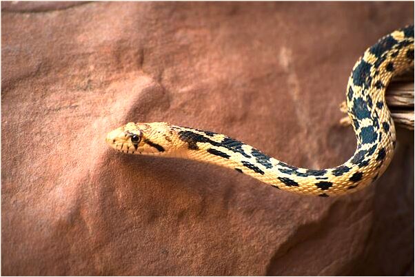 夢到了洗頭頭髮很柔順有什麼意義嗎_周公解夢官網