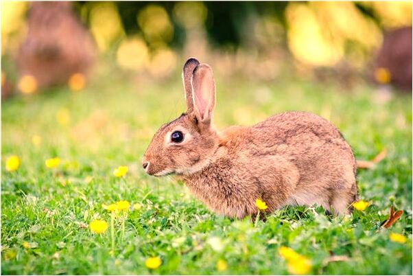 夢到了有黑狗啃她腳趾會是什麼預兆_周公解夢官網