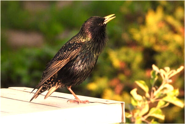 夢見蝴蝶花盛開預兆了什麼嗎_周公解夢官網