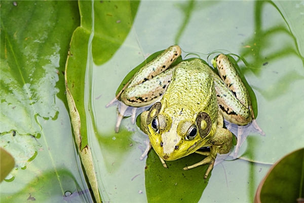 夢見青蛙吃黃鱔意味著什麼_周公解夢