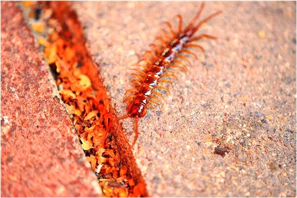 夢到有人想偷我項鍊是什麼徵兆_周公解夢官網
