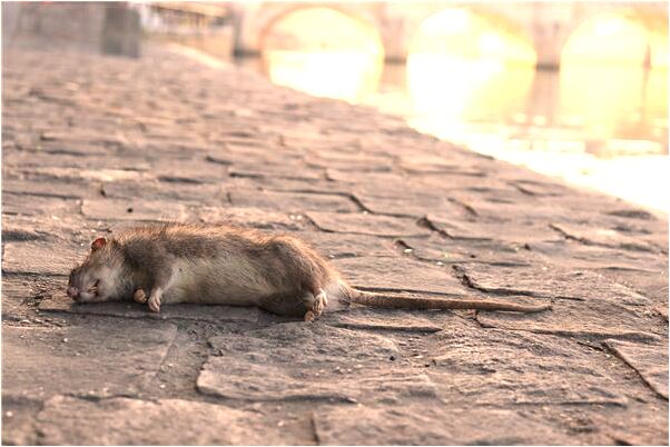 夢到了男的給我說話預示了什麼_周公解夢官網