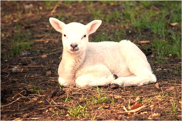 夢到過臭水溝有什麼意思_周公解夢官網