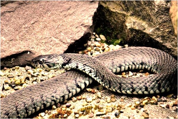 夢到了靦腆羞澀有什麼意義嗎_周公解夢官網