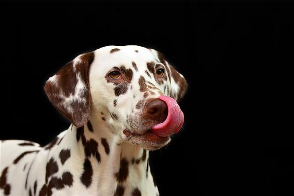 夢見自己被別人的狗追是什麼意思_周公解夢