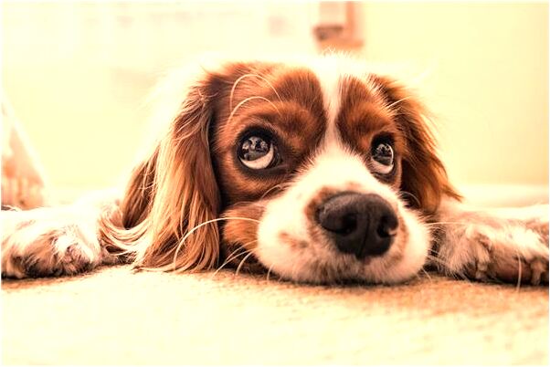 夢到自己撿拉圾是吉兆嗎?_周公解夢官網