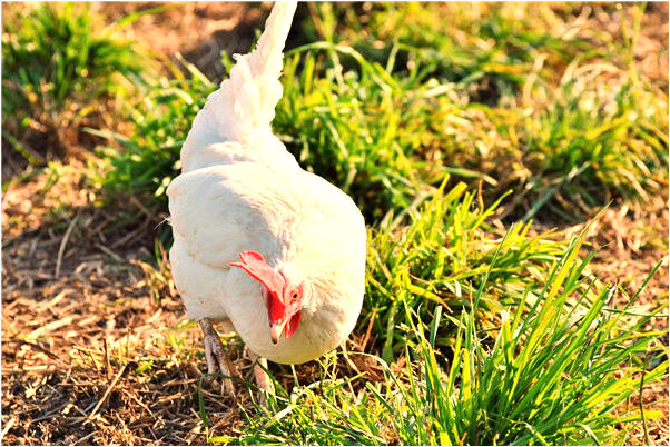 夢到了兩個手機被偷了是啥預兆_周公解夢官網