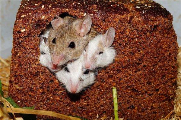 84年鼠有一災_十二生肖