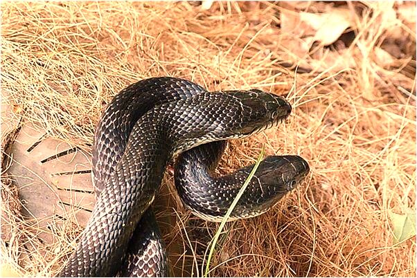 夢到自己陽壽六十代表什麼_周公解夢官網