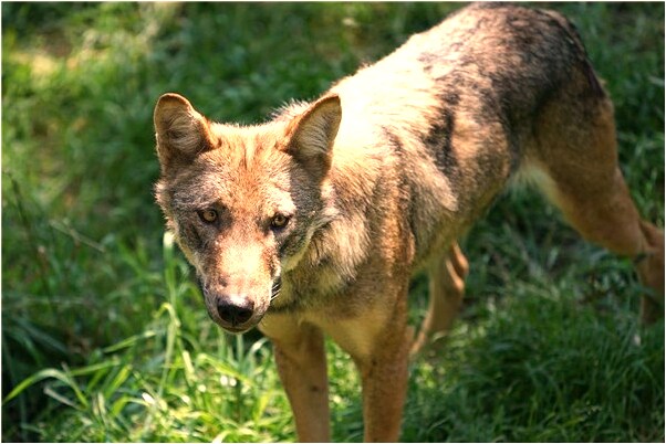 夢到了在河裡撈金魚是什麼預兆_周公解夢官網