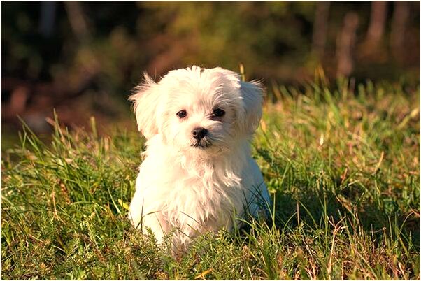 夢到離婚的姐夫有什麼意義嗎_周公解夢官網