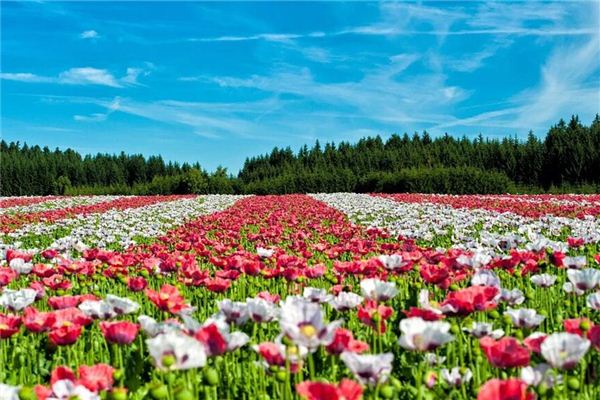 夢見各種各樣鮮花盛開_周公解夢