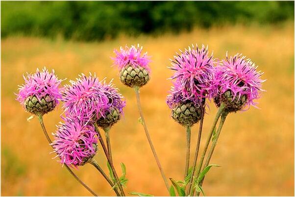 夢到了紅豆沙包意味著什麼_周公解夢官網