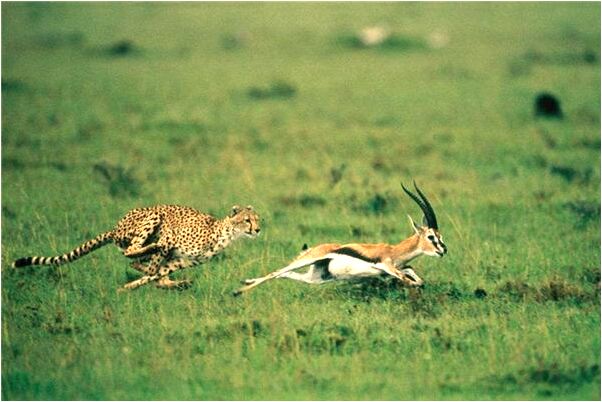 夢到揀韭菜什麼寓意_周公解夢官網