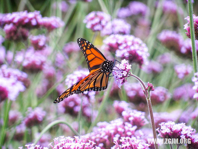 夢見好朋友_周公解夢夢到好朋友是什麼意思_做夢夢見好朋友好不好_周公解夢官網