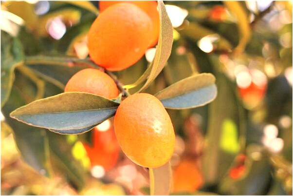 夢到了猴子引路是啥預兆_周公解夢官網